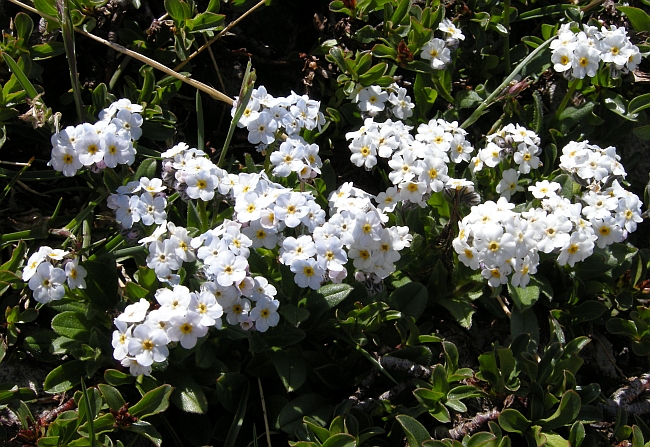 Myosotis sp.